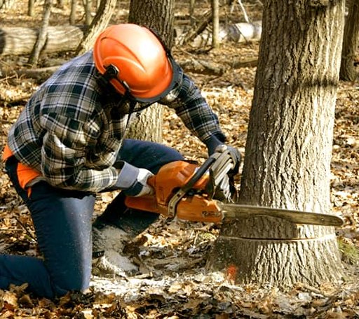 Tree Removal in Alleghany, CA